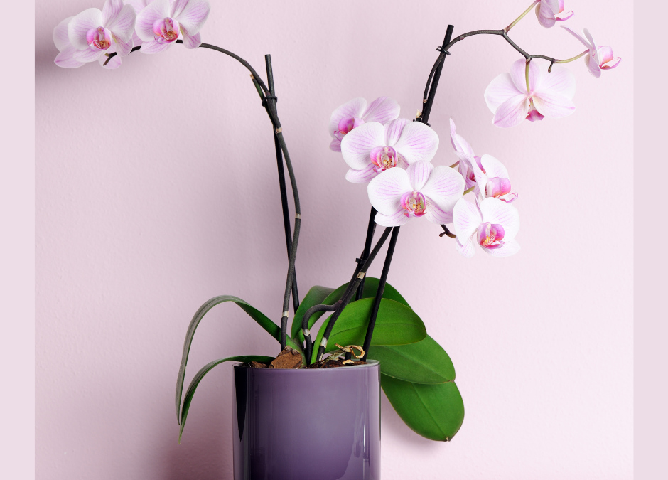 Indoor Flowering Plants to Lift Winter’s Gloom