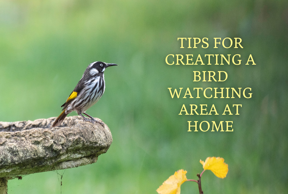 Tips for Creating a Bird Watching Area at Home
